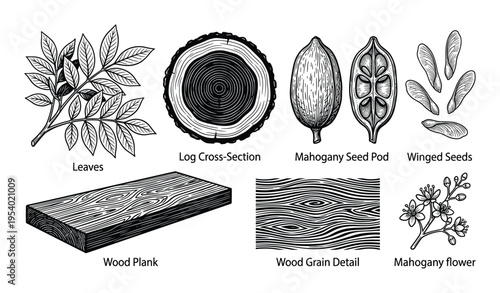 Mahogany Tree Parts: Leaves, Wood, Seed Pod, Flower, and Winged Seeds Vector Illustration
