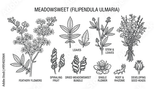 Meadowsweet Filipendula Ulmaria Botanical Illustration Diagram