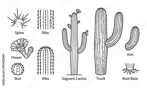 Saguaro cactus parts vector illustration. Spine, ribs, flower, bud, arm, trunk, and root base