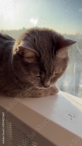 A cute grey tabby cat sits near the window in the room. Beautiful and beloved she is. In sunbeams. Homely atmosphere. Family. Love. Home. Close view. For video presentation, advertising.