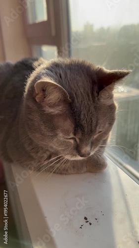 A cute grey tabby cat sits near the window in the room. Beautiful and beloved she is. In sunbeams. Close view.  Homely atmosphere. Family. Love. Home. For video presentation, advertising.