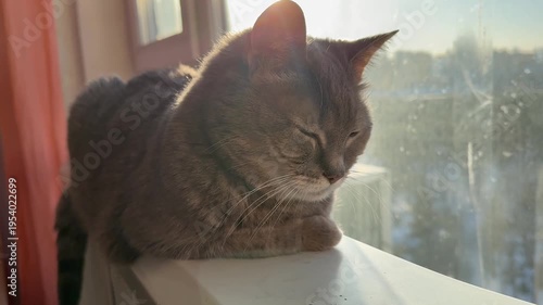 A cute grey tabby cat sits near the window in the room. Beautiful and beloved she is. In sunbeams. Close view.  Homely atmosphere. Love. Home. Family. For video presentation, advertising.
