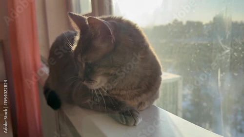 A cute grey tabby cat sits near the window in the room. Close view. Beautiful and beloved she is. In sunbeams. Homely atmosphere. Love. Home. Family. For video presentation, advertising.