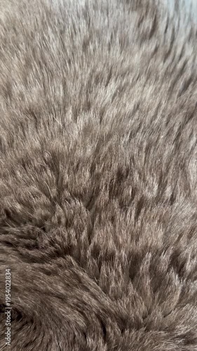 Gray tabby cat fur fragment close-up. A cute grey tabby cat lies on a bed in the room. Close view. Beautiful. Homely atmosphere. Family. Home. Love. For video presentation, advertising.