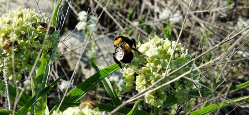Antelope horn milkweed plant with bees for spring season background in nature.
