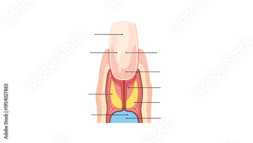 Anatomical cross section illustration of a human finger showing the internal structure and parts of the fingernail bed.