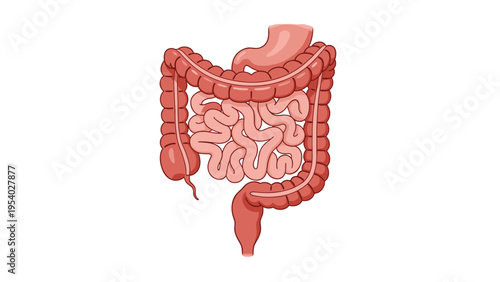Detailed anatomical medical illustration of the human digestive system including the stomach and intestine structures.