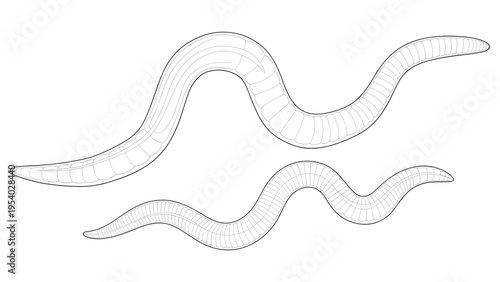 Educational black and white line art illustration showing two segmented earthworms crawling on an empty background.