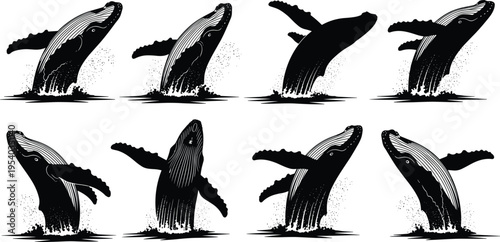 Humpback whale breaching silhouette set, jumping whale out of water, splashing waves, marine life, ocean animal icons, aquatic mammal vector, majestic sea creatures, nature wildlife.
