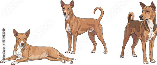 Indian Pariah Dog standing alert attentive lying down relaxed pose set