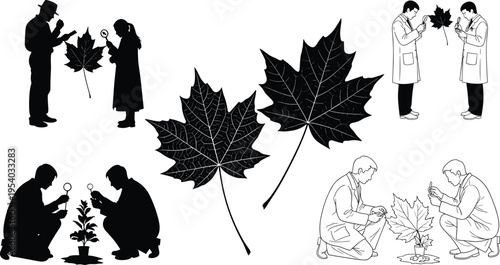 Scientists and researchers investigating maple leaves with magnifying glasses, botanical study, plant science silhouette, biology laboratory analysis, forestry research, environment conservation.