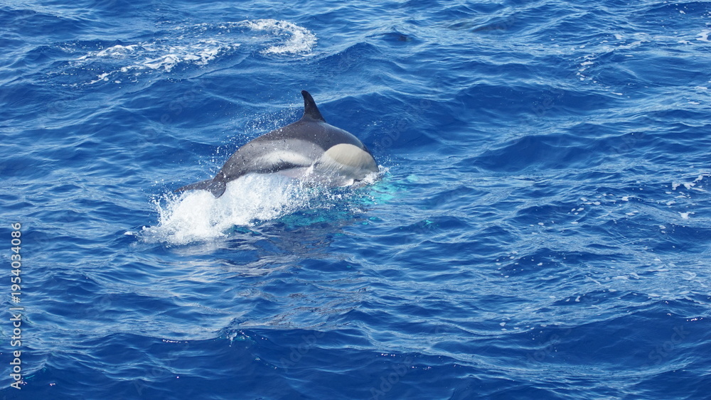 Obraz premium A graceful dolphin emerges from the deep blue sea, showcasing the beauty of marine life and symbolizing freedom and joy in nature's aquatic world.