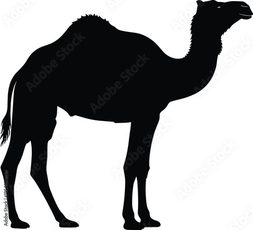 Camel silhouette in standing pose, desert animal vector illustration isolated on white background for wildlife and travel design