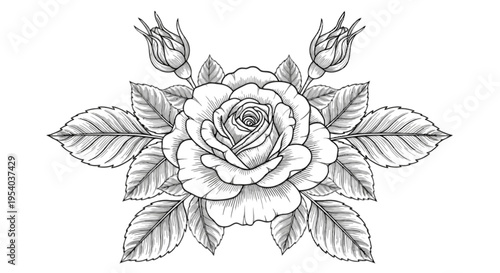 A large rose with leaves and buds isolated on transparent background, Vector