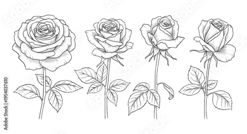 A set of four black and white line drawings of roses isolated on transparent background, Vector