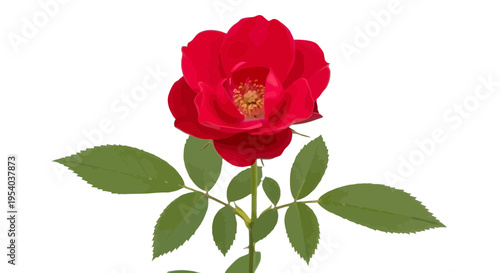 A large red rose with green leaves on a stem isolated on transparent background, Vector