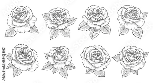 A set of eight detailed line drawings of roses isolated on transparent background, Vector