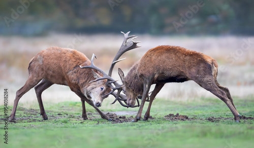 Bild auf Leinwand Two red deer stags fighting during rut in autumn