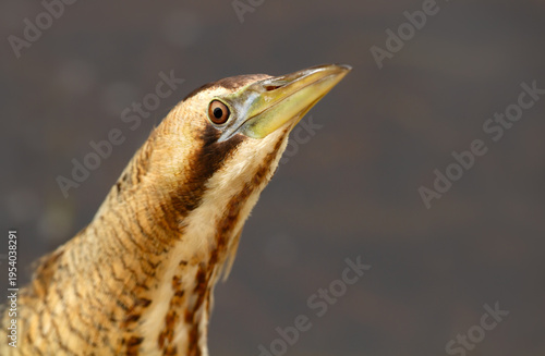 Fotografie Portrait of Eurasian bittern (Botaurus stellaris) standing motionless in wetland