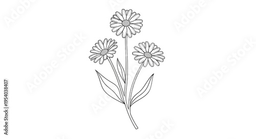 A line drawing of three daisies with leaves isolated on transparent background, Vector