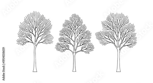 Three trees with bare branches isolated on transparent background, Vector