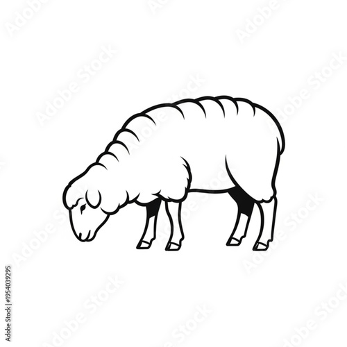 Sheep Grazing with Fluffy Wool.