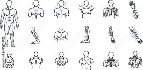 Human Joint & Movement Anatomy Diagram Set – Shoulder, Knee, Elbow & Skeletal Motion Illustrations for Medical, Fitness & Education