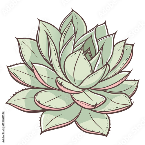Succulent Plant Illustration Vector

