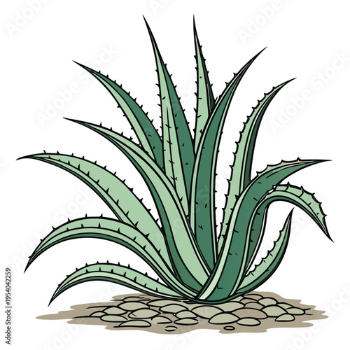 Agave Plant Illustration Vector

