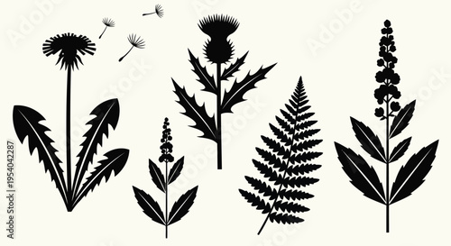 A variety of different plants and flowers with intricate details and delicate leaves