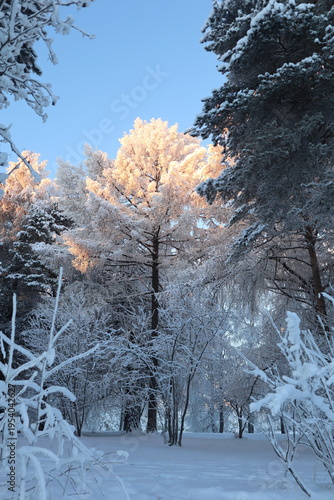 Winter Wonderland