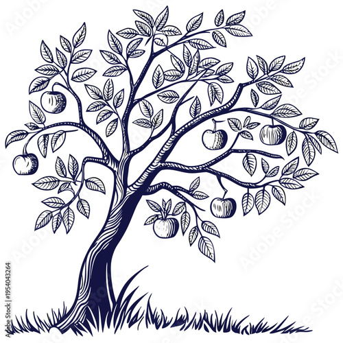 Apple Tree Illustration with Hanging Fruit Vector

