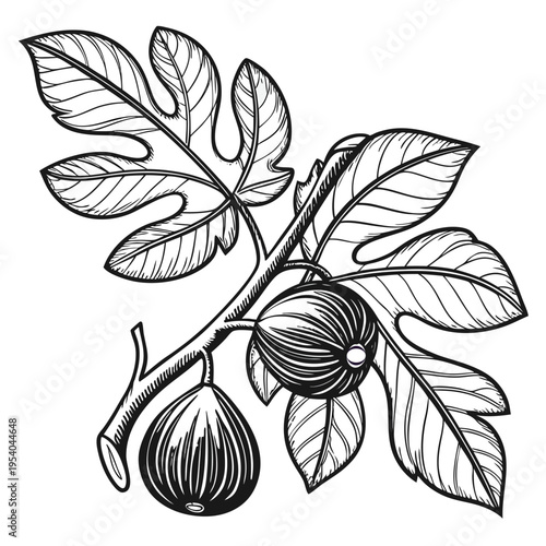 Fig Branch Illustration  Vector

