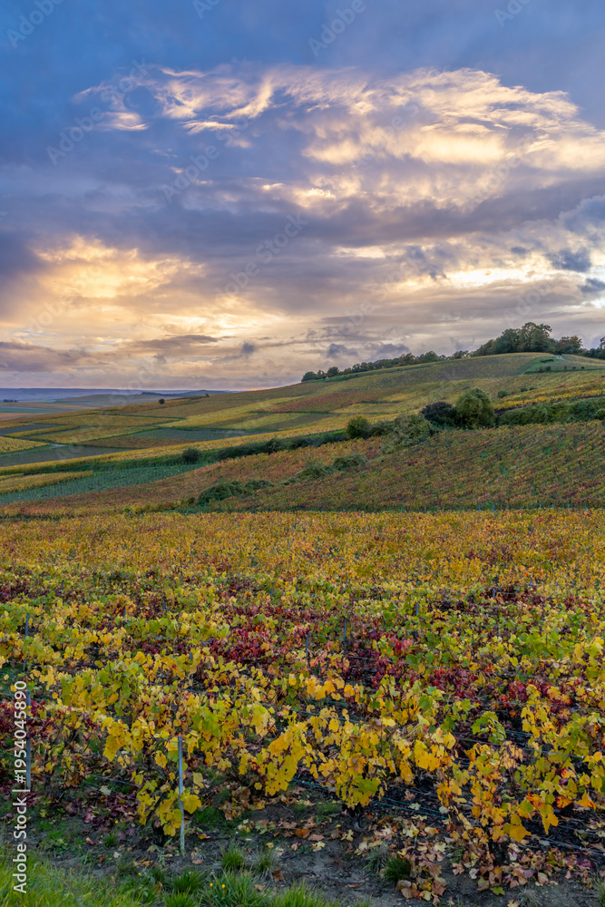 Fototapeta premium Bouzy Grand Est Marne France vineyards at sunset