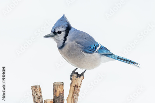 Blue Jay Perched on Wooden Post Against Soft Neutral Background