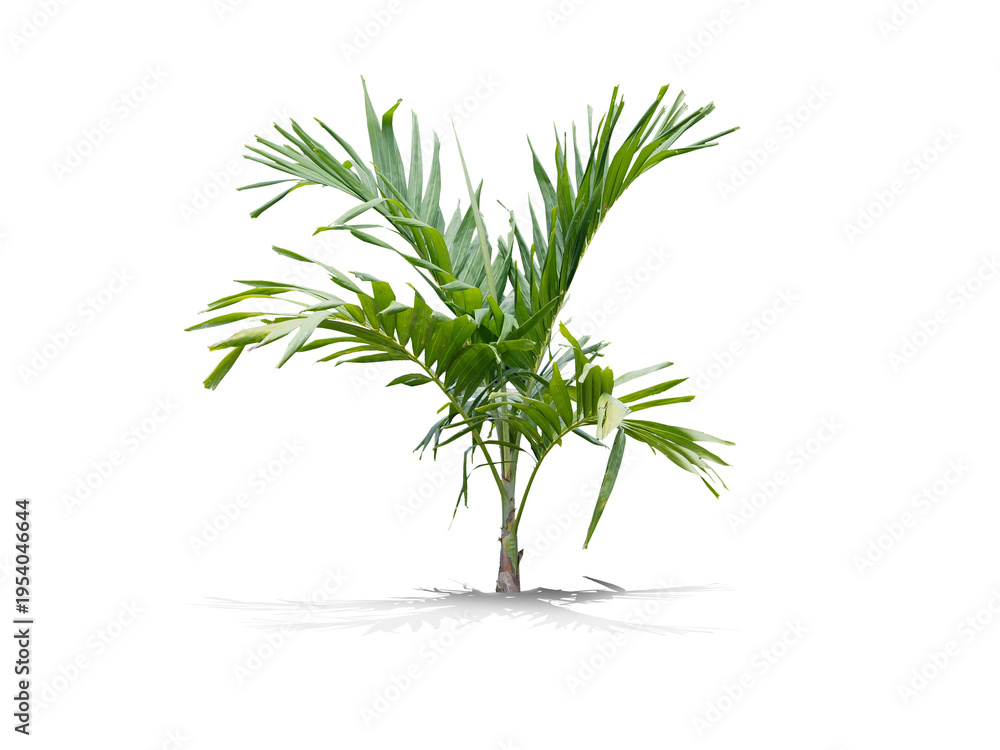Fototapeta premium Tropical Palm Tree Isolated on White Background with Natural Shadow.clipping path.