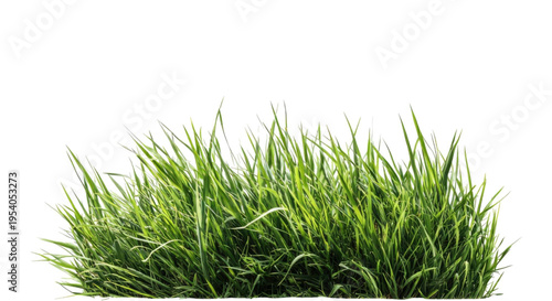 Vibrant green grass blades on white background natural lawn texture
