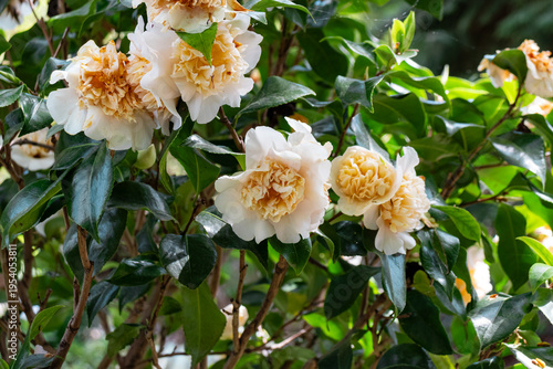 Japanese camellia (Camellia japonica) white color flower head in bloom