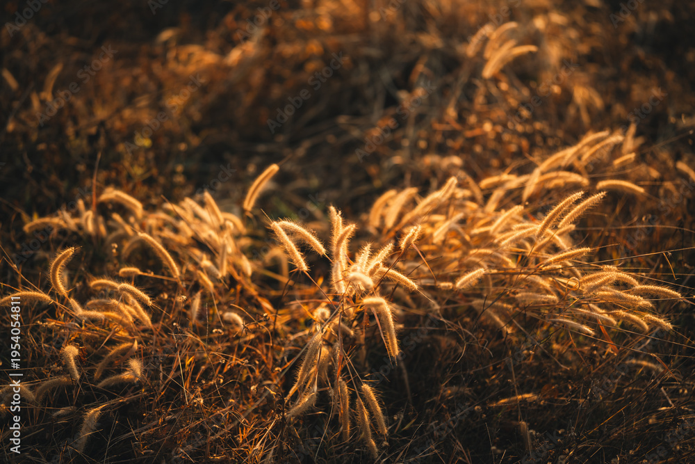Naklejka premium Golden grass wild grass sunlight field nature autumn rural outdoor warm landscape gently illuminated by evening sunlight evoking peaceful and serene atmosphere