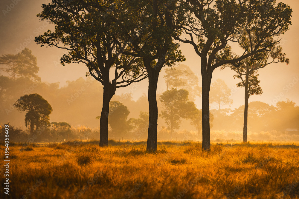 Fototapeta premium Sunset countryside landscape with rural field and small house peaceful nature golden light misty morning calm environment hope tranquility scenic farmland outdoor lifestyle