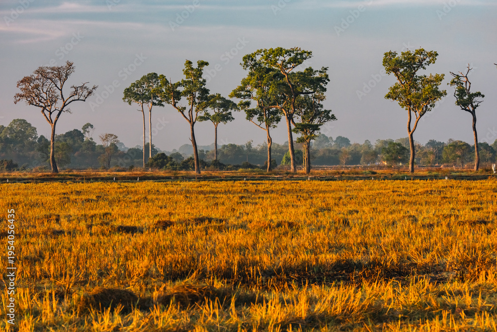 Fototapeta premium Sunset countryside landscape with rural field and small house peaceful nature golden light misty morning calm environment hope tranquility scenic farmland outdoor lifestyle