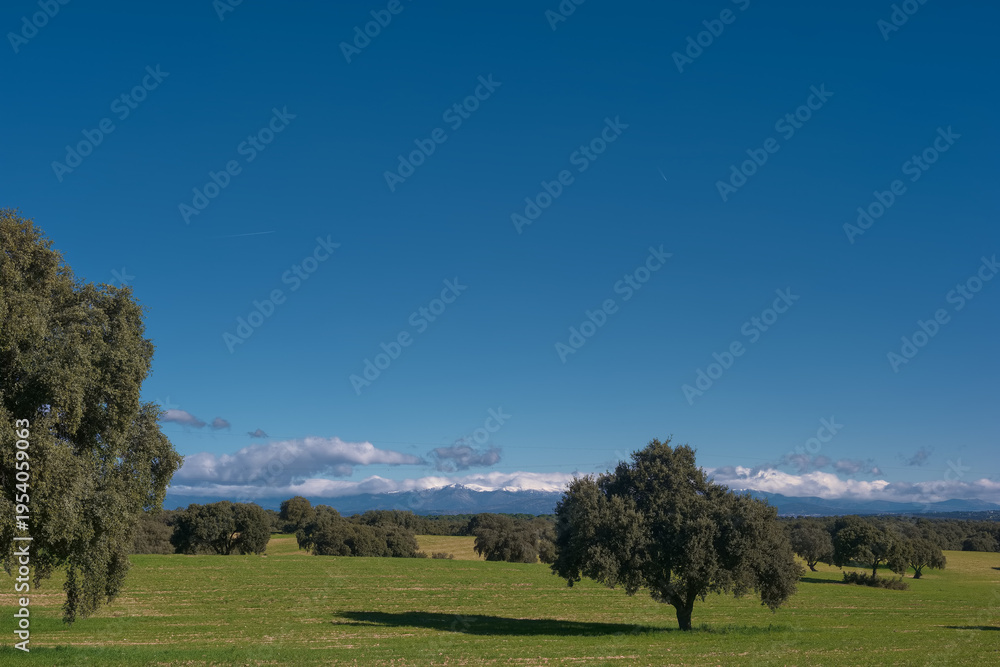 Fototapeta premium Open field with trees and mountains in the background under a blue sky