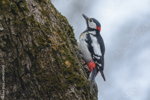 great spotted woodpecker on a tree