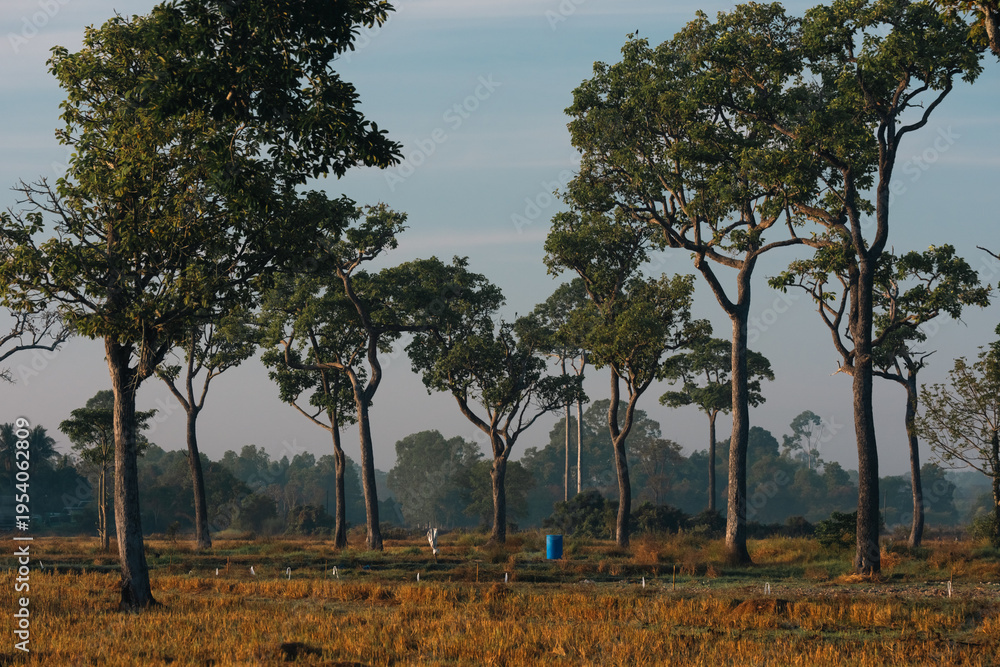Naklejka premium Big Tree at sunrise in natural landscape environmental sustainability concept forest ecology serene countryside scenery morning light misty hills peaceful nature