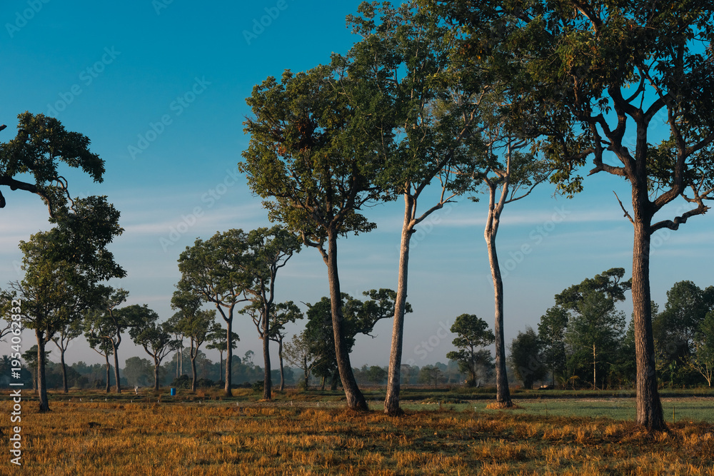 Obraz premium Big Tree at sunrise in natural landscape environmental sustainability concept forest ecology serene countryside scenery morning light misty hills peaceful nature