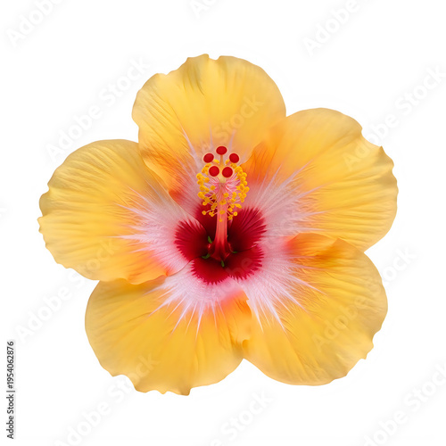 A large yellow flower with a red center isolated on white background