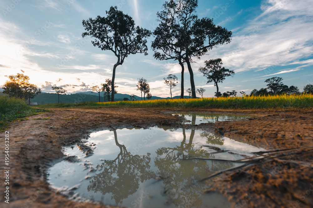 Naklejka premium Big Tree at sunrise in natural landscape environmental sustainability concept forest ecology serene countryside scenery morning light misty hills peaceful nature