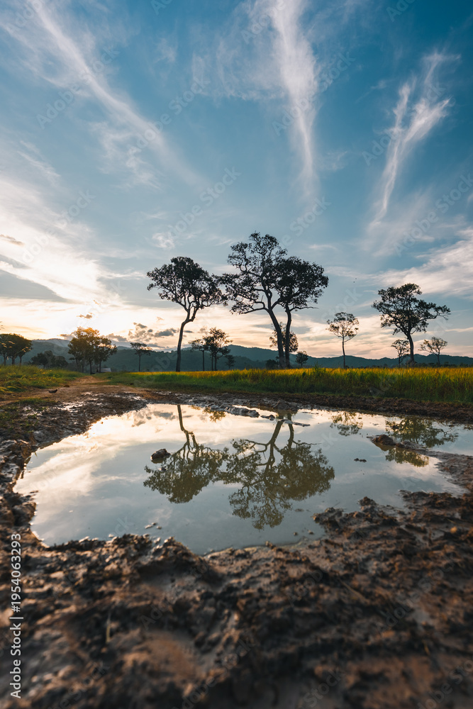 Obraz premium Big Tree at sunrise in natural landscape environmental sustainability concept forest ecology serene countryside scenery morning light misty hills peaceful nature
