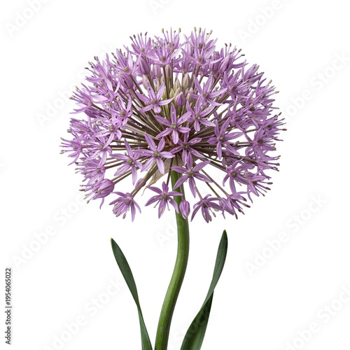Vibrant spherical purple allium flower, detailed photograph, isolated on transparent background.