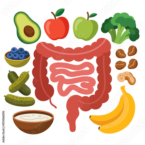 Digestive system and healthy food for gut health and nutrition  intestine with fruits and vegetables